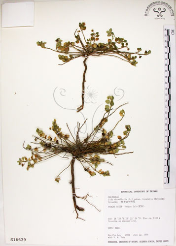 中文名:恆春金午時花(S016639)學名:Sida rhombifolia L. subsp. insularis (Hatusima) Hatusima(S016639)