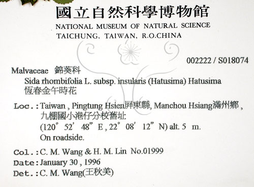 中文名:恆春金午時花(S018074)學名:Sida rhombifolia L. subsp. insularis (Hatusima) Hatusima(S018074)