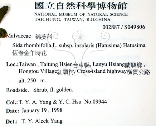 中文名:恆春金午時花(S049806)學名:Sida rhombifolia L. subsp. insularis (Hatusima) Hatusima(S049806)