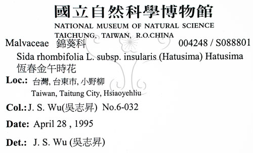 中文名:恆春金午時花(S088801)學名:Sida rhombifolia L. subsp. insularis (Hatusima) Hatusima(S088801)