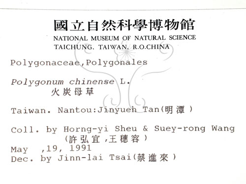 中文名:火炭母草(S004668)學名:Polygonum chinense L.(S004668)中文別名:清飯藤