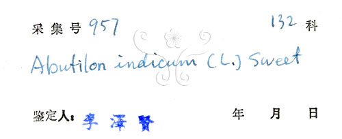 中文名:冬葵子(S033901)學名:Abutilon indicum (L.) Sweet(S033901)