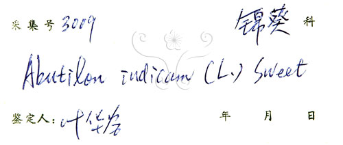 中文名:冬葵子(S039209)學名:Abutilon indicum (L.) Sweet(S039209)