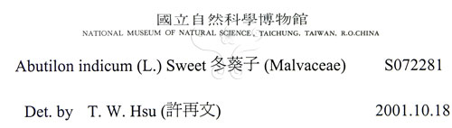 中文名:冬葵子(S072281)學名:Abutilon indicum (L.) Sweet(S072281)