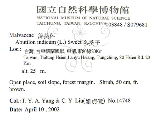 中文名:冬葵子(S079681)學名:Abutilon indicum (L.) Sweet(S079681)