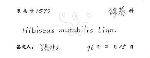中文名:木芙蓉(S037565)學名:Hibiscus mutabilis L.(S037565)英文名:Cotton Rose Hibiscus