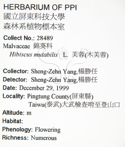 中文名:木芙蓉(S065470)學名:Hibiscus mutabilis L.(S065470)英文名:Cotton Rose Hibiscus