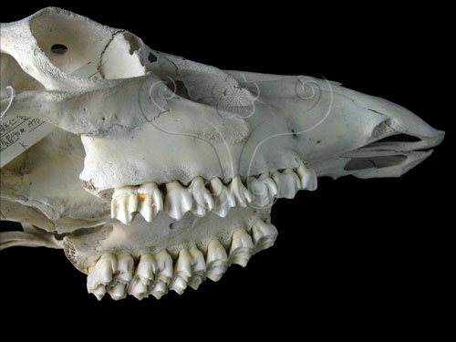 文件名稱:水鹿現生上顎骨-1標題:水鹿現生上顎骨-1