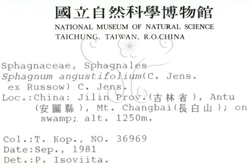 中文名:狹葉泥炭蘚(B00010098)學名:Sphagnum angustifolium (C. Jens. ex Rugsw.) C. Jens.(B00010098)