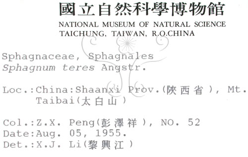 中文名:細葉泥炭蘚(B00010112)學名:Sphagnum teres (Schmp.) Aongstr.(B00010112)