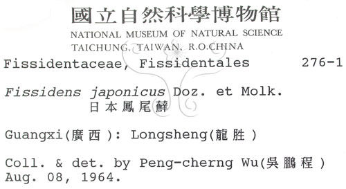 中文名:日本鳳尾蘚(B00002810)學名:Fissidens japonicus Doz. et Molk.(B00002810)