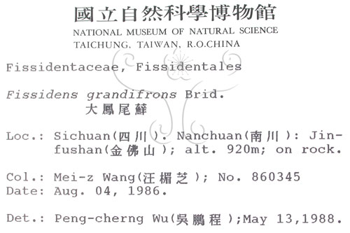 中文名:大葉鳳尾蘚(B00003075)學名:Fissidens grandifrons Brid.(B00003075)
