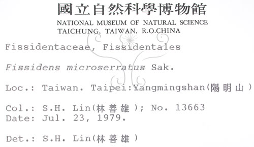 中文名:鳳尾蘚(B00004655)學名:Fissidens microserratus Sak.(B00004655)
