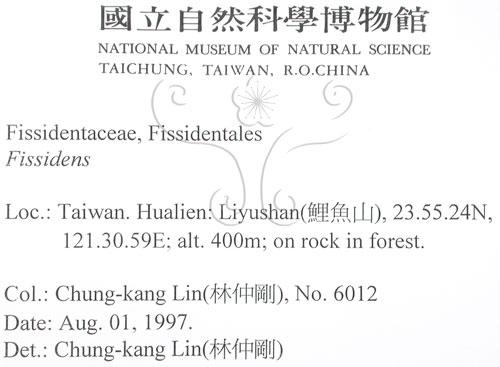 中文名:鳳尾蘚(B00008480)學名:Fissidens(B00008480)