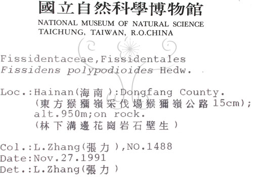 中文名:鳳尾蘚(B00009251)學名:Fissidens polypodioides Hedw.(B00009251)
