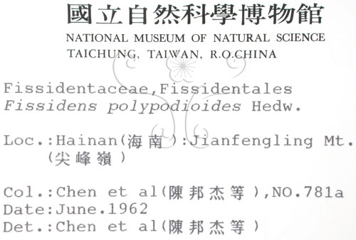 中文名:鳳尾蘚(B00009254)學名:Fissidens polypodioides Hedw.(B00009254)