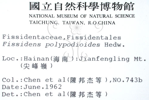 中文名:鳳尾蘚(B00009255)學名:Fissidens polypodioides Hedw.(B00009255)