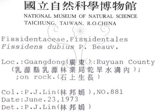 中文名:鳳尾蘚(B00009270)學名:Fissidens dubius P. Beavu.(B00009270)