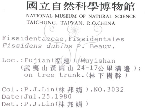 中文名:鳳尾蘚(B00009271)學名:Fissidens dubius P. Beavu.(B00009271)