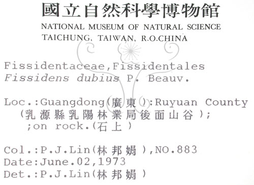 中文名:鳳尾蘚(B00009277)學名:Fissidens dubius P. Beavu.(B00009277)