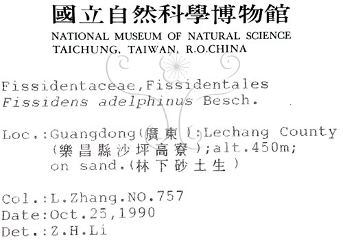 中文名:南京鳳尾蘚(B00009310)學名:Fissidens adelphinus Besch.(B00009310)