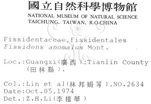 中文名:異形鳳尾蘚(B00009311)學名:Fissidens anomalus Mont.(B00009311)