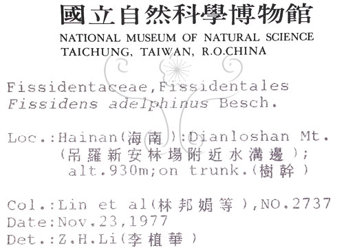 中文名:南京鳳尾蘚(B00009316)學名:Fissidens adelphinus Besch.(B00009316)