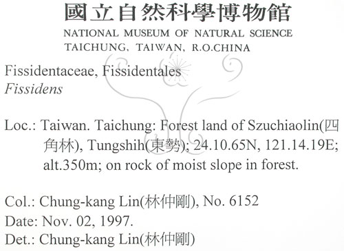 中文名:鳳尾蘚(B00009388)學名:Fissidens(B00009388)