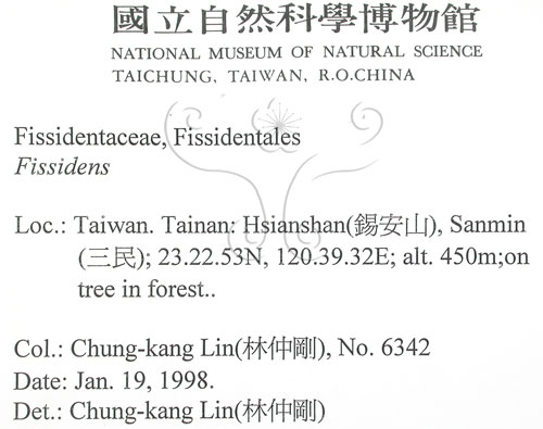 中文名:鳳尾蘚(B00009510)學名:Fissidens(B00009510)