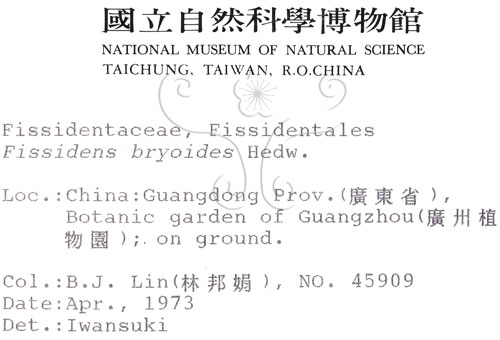 中文名:小鳳尾蘚(B00010042)學名:Fissidens bryoides Hedw.(B00010042)