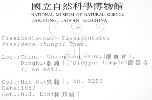 中文名:鳳尾蘚(B00010045)學名:Fissidens chungii Ther.(B00010045)