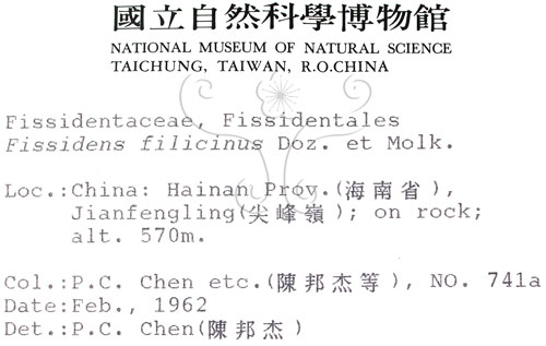 中文名:鳳尾蘚(B00010046)學名:Fissidens filicinus Doz. et Molk.(B00010046)
