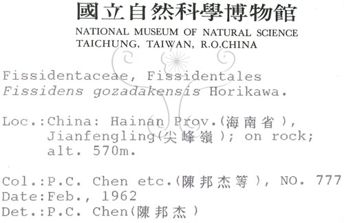 中文名:鳳尾蘚(B00010047)學名:Fissidens gozadakensis Horikawa.(B00010047)