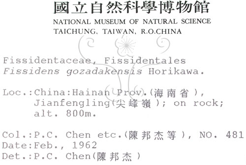 中文名:鳳尾蘚(B00010048)學名:Fissidens gozadakensis Horikawa.(B00010048)