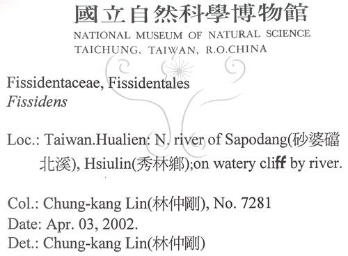 中文名:鳳尾蘚(B00011547)學名:Fissidens(B00011547)