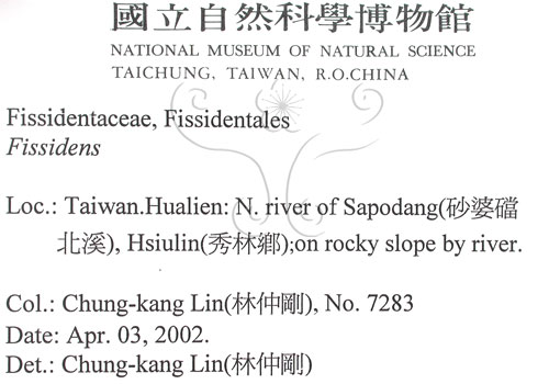 中文名:鳳尾蘚(B00011549)學名:Fissidens(B00011549)