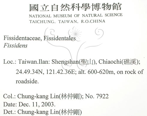 中文名:鳳尾蘚(B00011730)學名:Fissidens(B00011730)