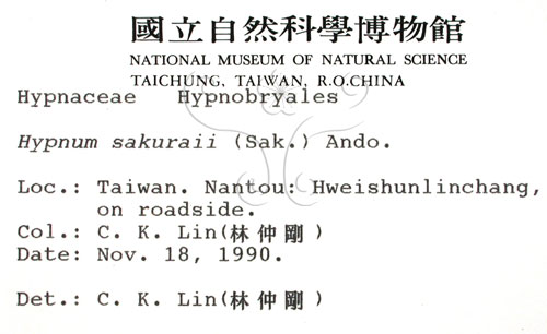 中文名:櫻灰蘚(B00000683)學名:Hypnum sakuraii (Sak.) Ando.(B00000683)