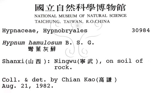 中文名:彎葉灰蘚(B00002040)學名:Hypnum hamulosum B. S. G.(B00002040)