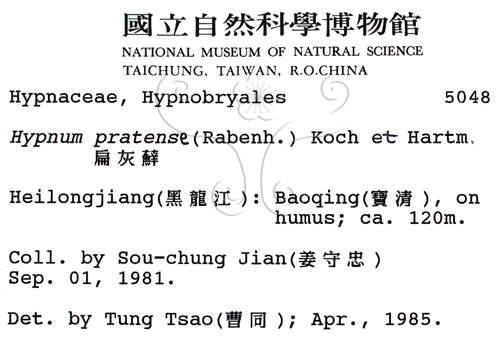 中文名:扁灰蘚(B00002048)學名:Hypnum pratens (Rabenh.) Koch ex Hartm(B00002048)