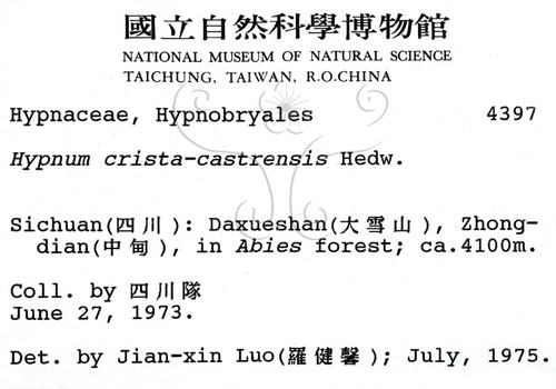 中文名:灰蘚(B00002571)學名:Hypnum crista-castrensis Hedw.(B00002571)