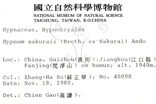 中文名:櫻灰蘚(B00006935)學名:Hypnum sakuraii (Sak.) Ando.(B00006935)