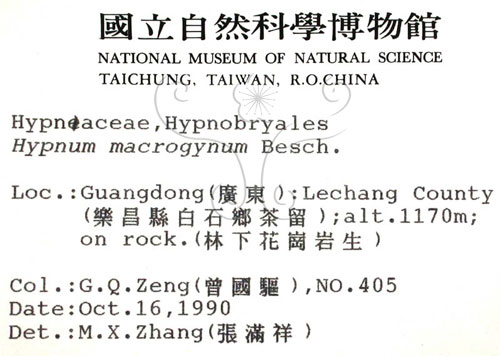 中文名:灰蘚(B00009259)學名:Hypnum macrogynum Besch.(B00009259)