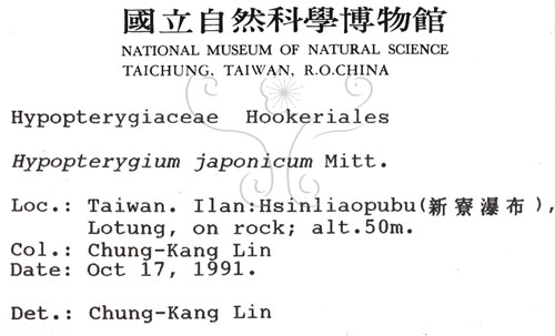 中文名:日本孔雀蘚(B00000919)學名:Hypopterygium japonicum Mitt.(B00000919)