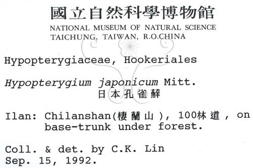 中文名:日本孔雀蘚(B00001026)學名:Hypopterygium japonicum Mitt.(B00001026)
