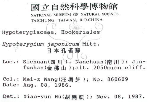 中文名:日本孔雀蘚(B00003144)學名:Hypopterygium japonicum Mitt.(B00003144)