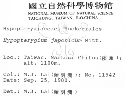 中文名:日本孔雀蘚(B00003693)學名:Hypopterygium japonicum Mitt.(B00003693)