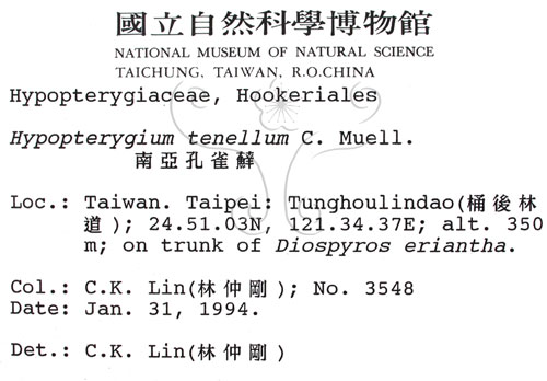 中文名:南亞孔雀蘚(B00003908)學名:Hypopterygium tenellum C. Muell.(B00003908)