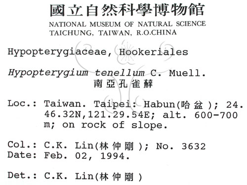 中文名:南亞孔雀蘚(B00003981)學名:Hypopterygium tenellum C. Muell.(B00003981)