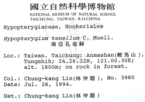 中文名:南亞孔雀蘚(B00005317)學名:Hypopterygium tenellum C. Muell.(B00005317)